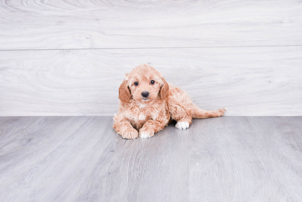 Friendly Mini Goldendoodle Baby