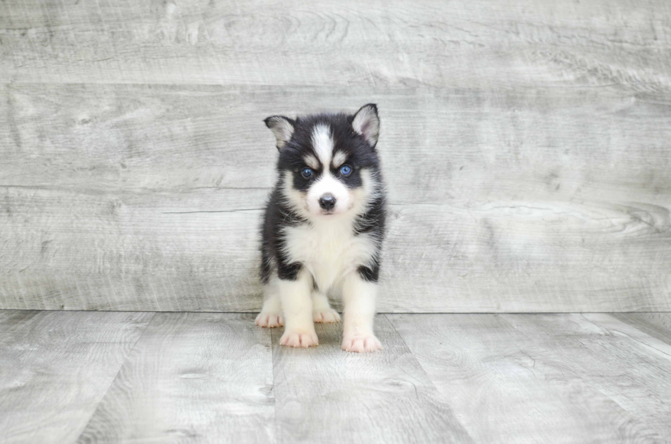 Best Pomsky Baby