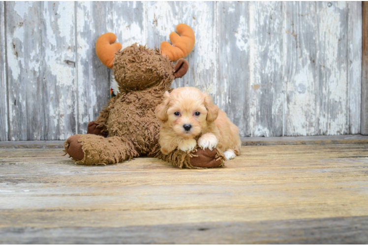 Smart Maltipoo Poodle Mix Pup