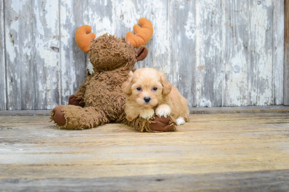 Smart Maltipoo Poodle Mix Pup