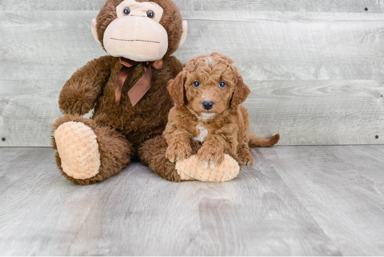 Mini Goldendoodle Puppy for Adoption