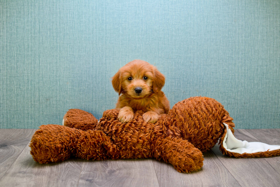 Petite Mini Goldendoodle Poodle Mix Pup