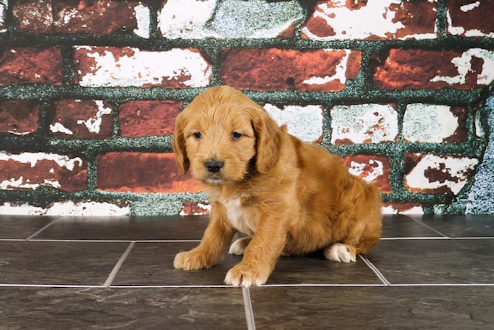 Popular Mini Goldendoodle Poodle Mix Pup