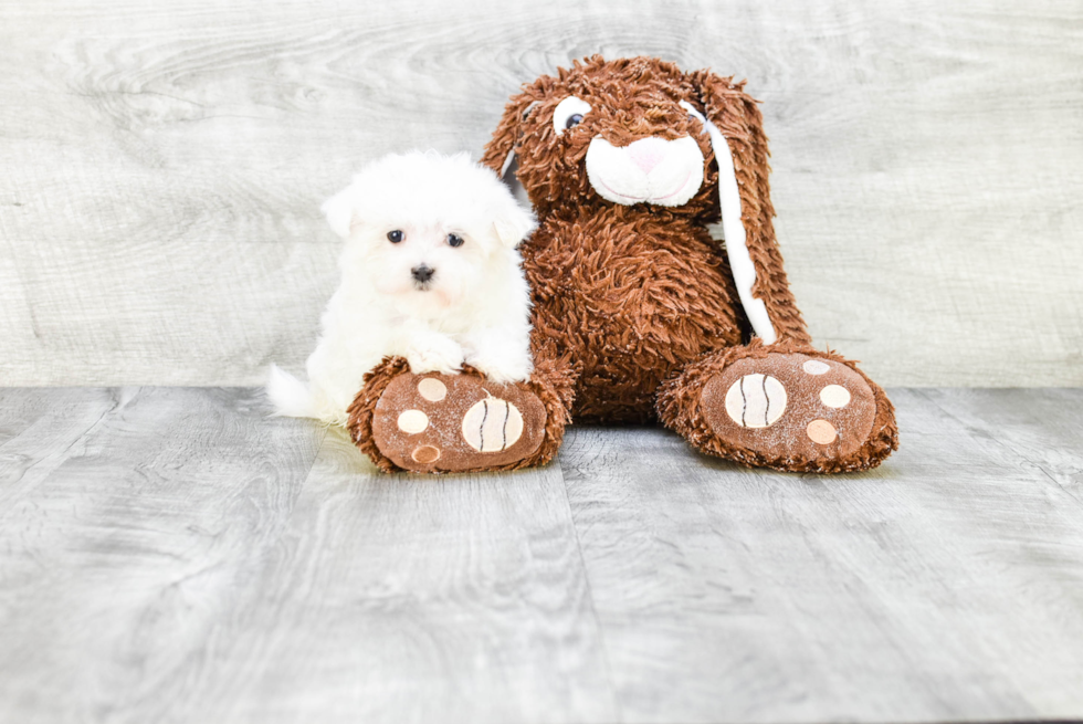 Maltese Pup Being Cute