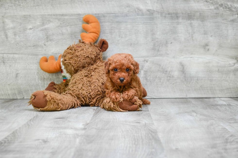 Smart Pudle Purebred Puppy