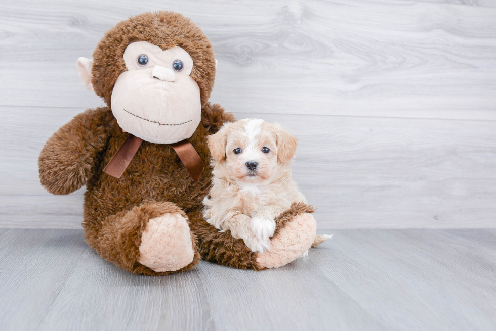 Friendly Maltipoo Baby