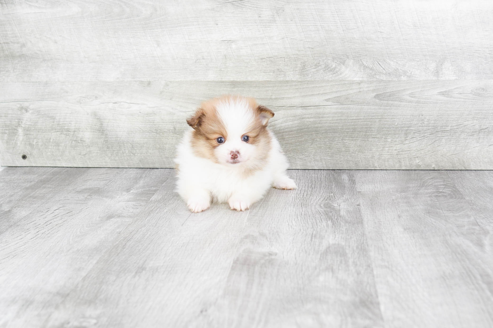 Small Pomeranian Purebred Pup