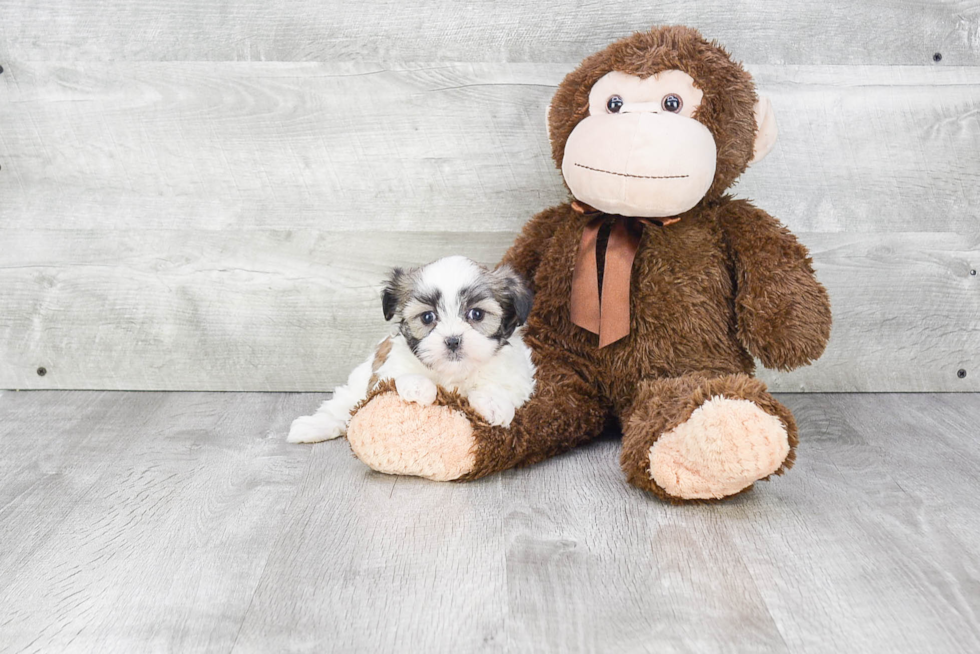 Teddy Bear Pup Being Cute