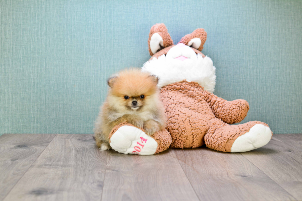 Energetic Pomeranian Purebred Puppy