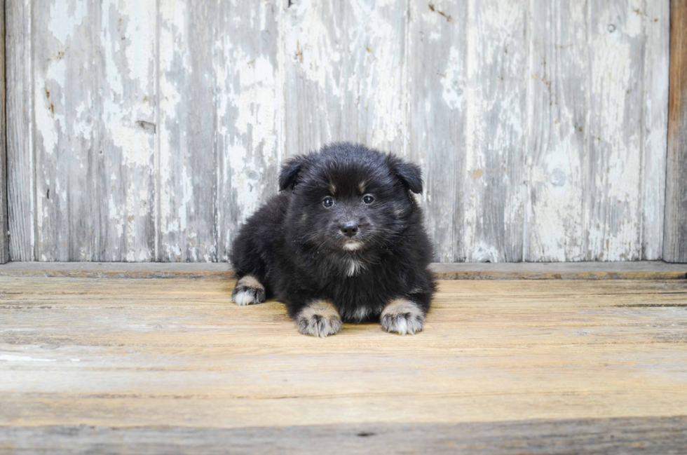 Pomsky Pup Being Cute