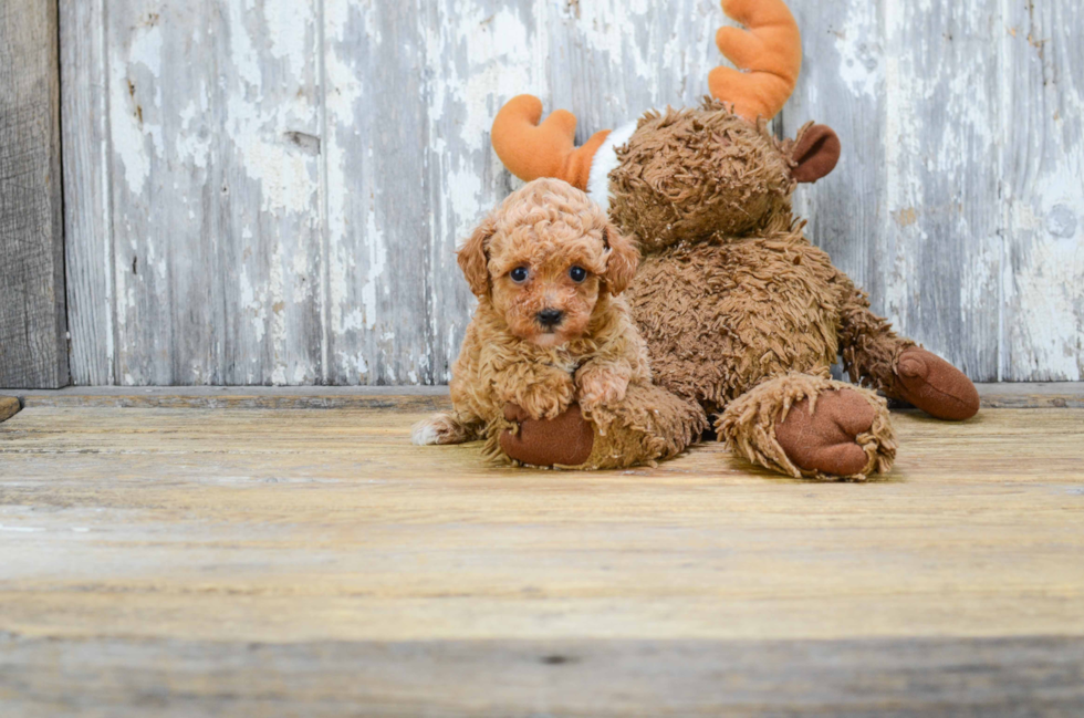 Cute Pudle Purebred Puppy