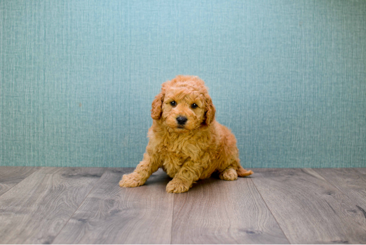 Adorable Golden Retriever Poodle Mix Puppy