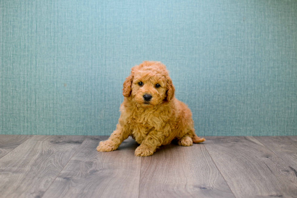 Adorable Golden Retriever Poodle Mix Puppy