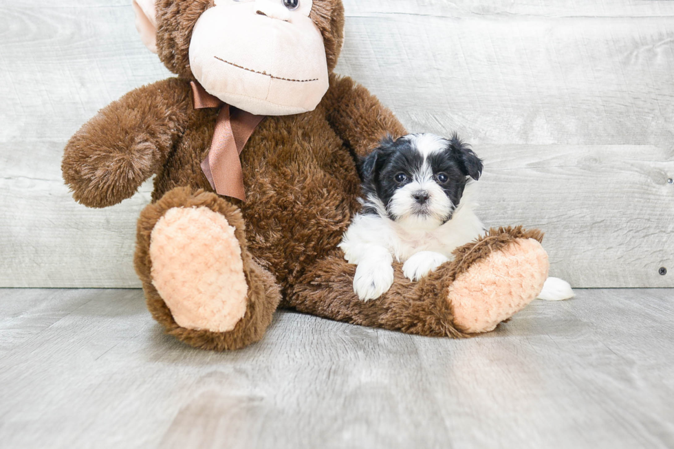 Teddy Bear Pup Being Cute