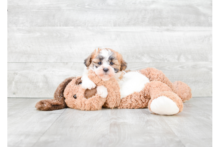 Friendly Teddy Bear Baby