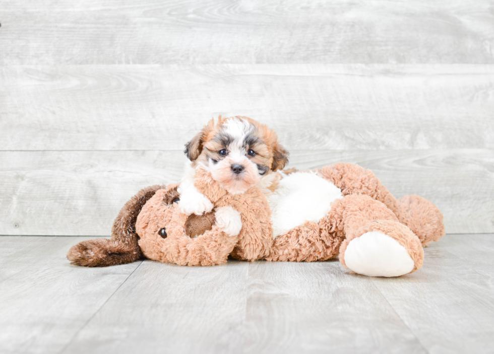 Friendly Teddy Bear Baby