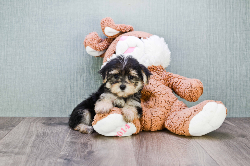 Adorable Yorkie Designer Puppy