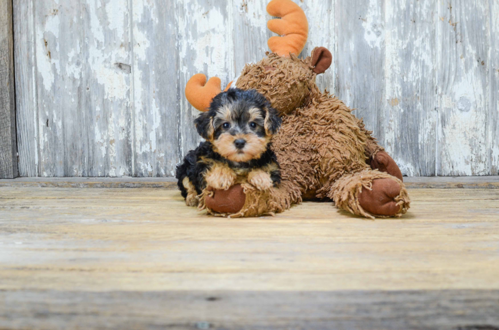 Yorkie Poo Pup Being Cute