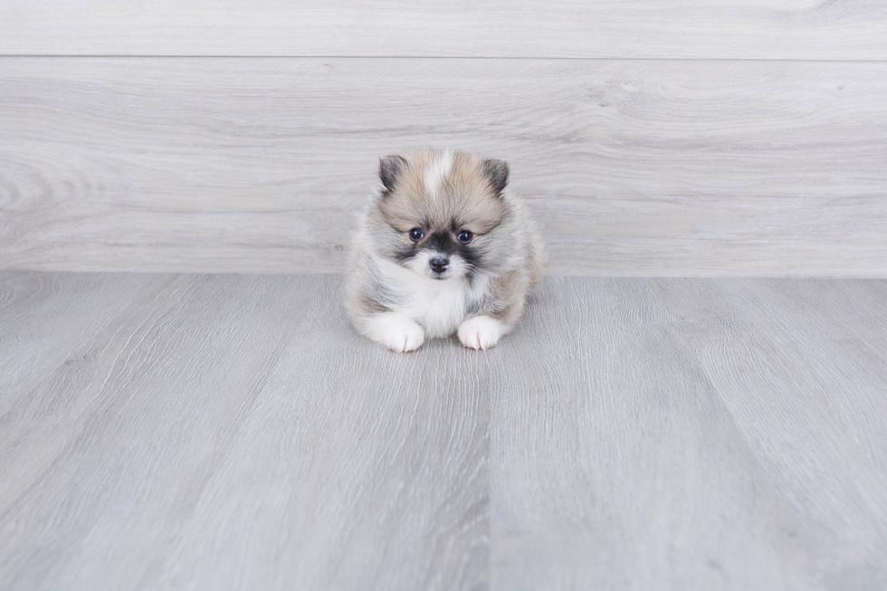 Popular Pomeranian Baby