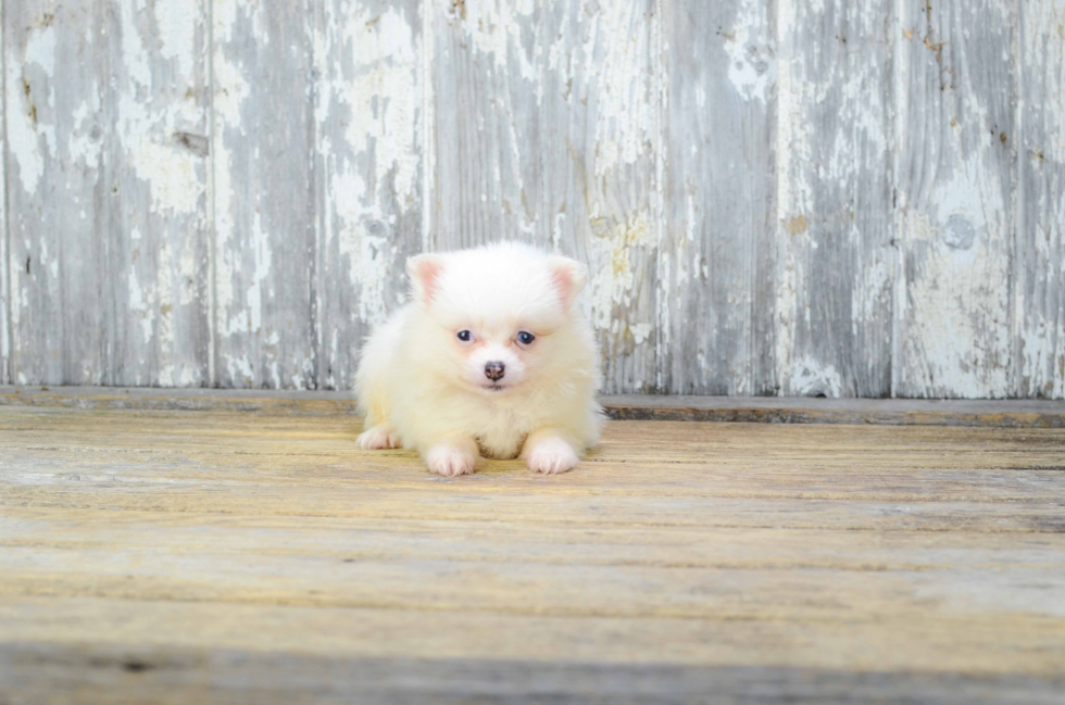 Best Pomeranian Baby