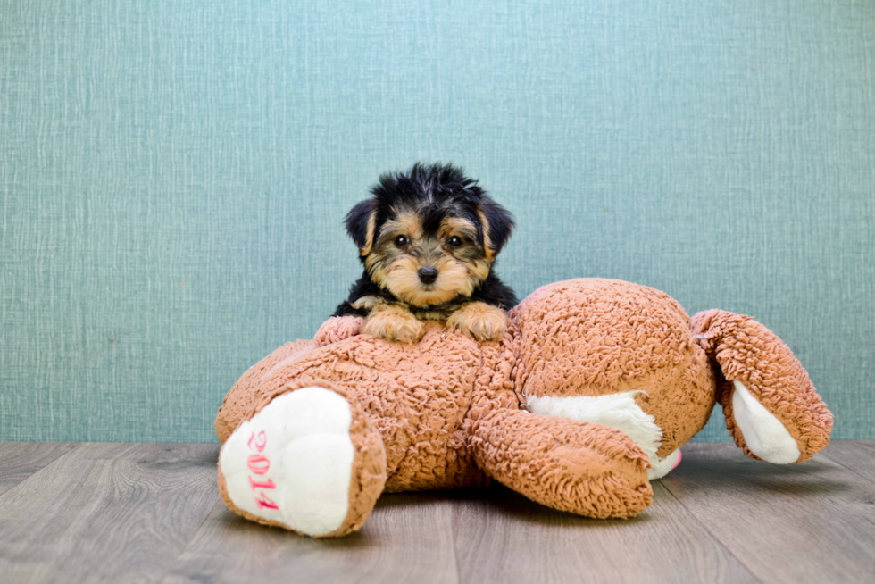 Morkie Puppy for Adoption