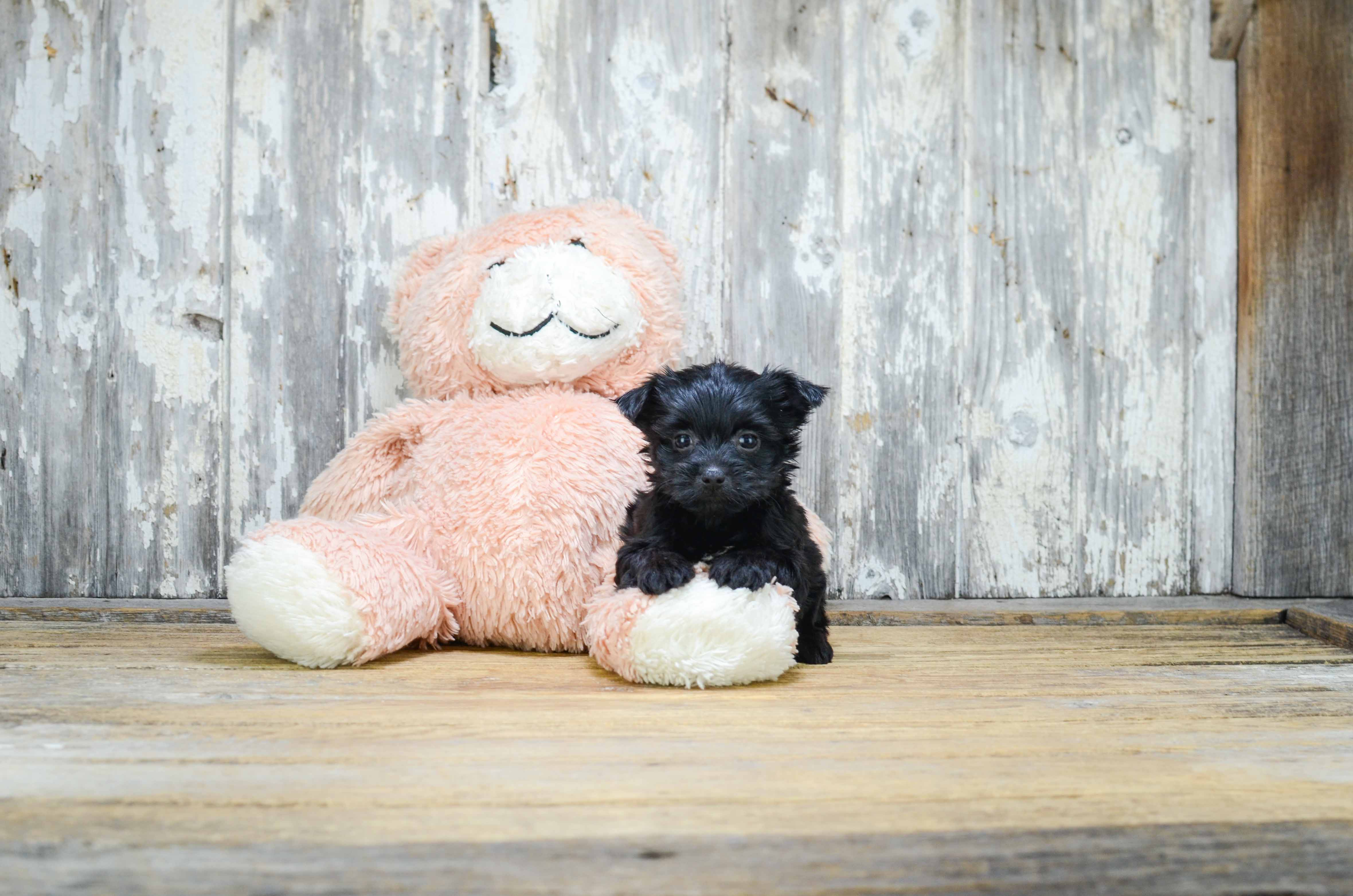 Sweet Morkie Baby