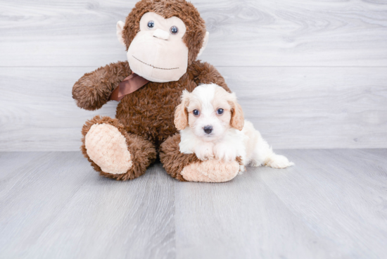 Smart Cavachon Designer Pup