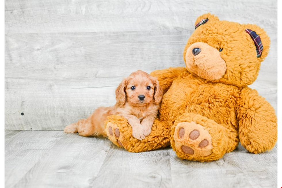 Cavapoo Pup Being Cute