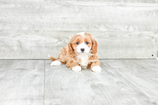 Smart Cavapoo Poodle Mix Pup