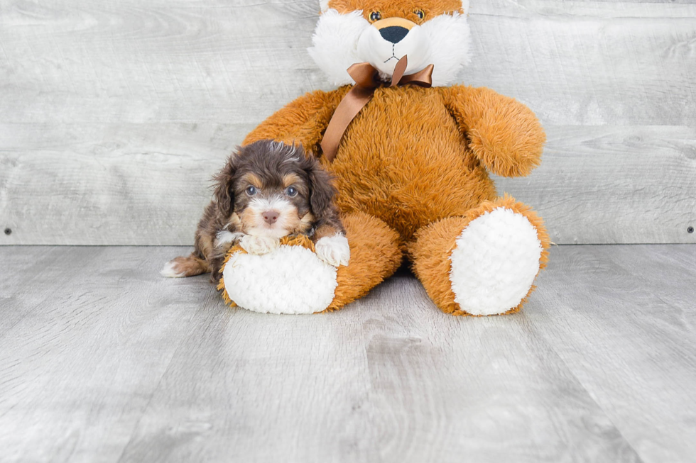 Popular Mini Aussiedoodle Poodle Mix Pup