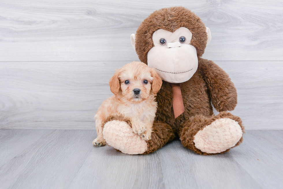 Fluffy Cavachon Designer Pup