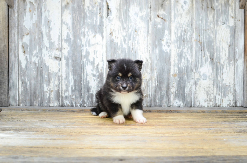 Best Pomsky Baby