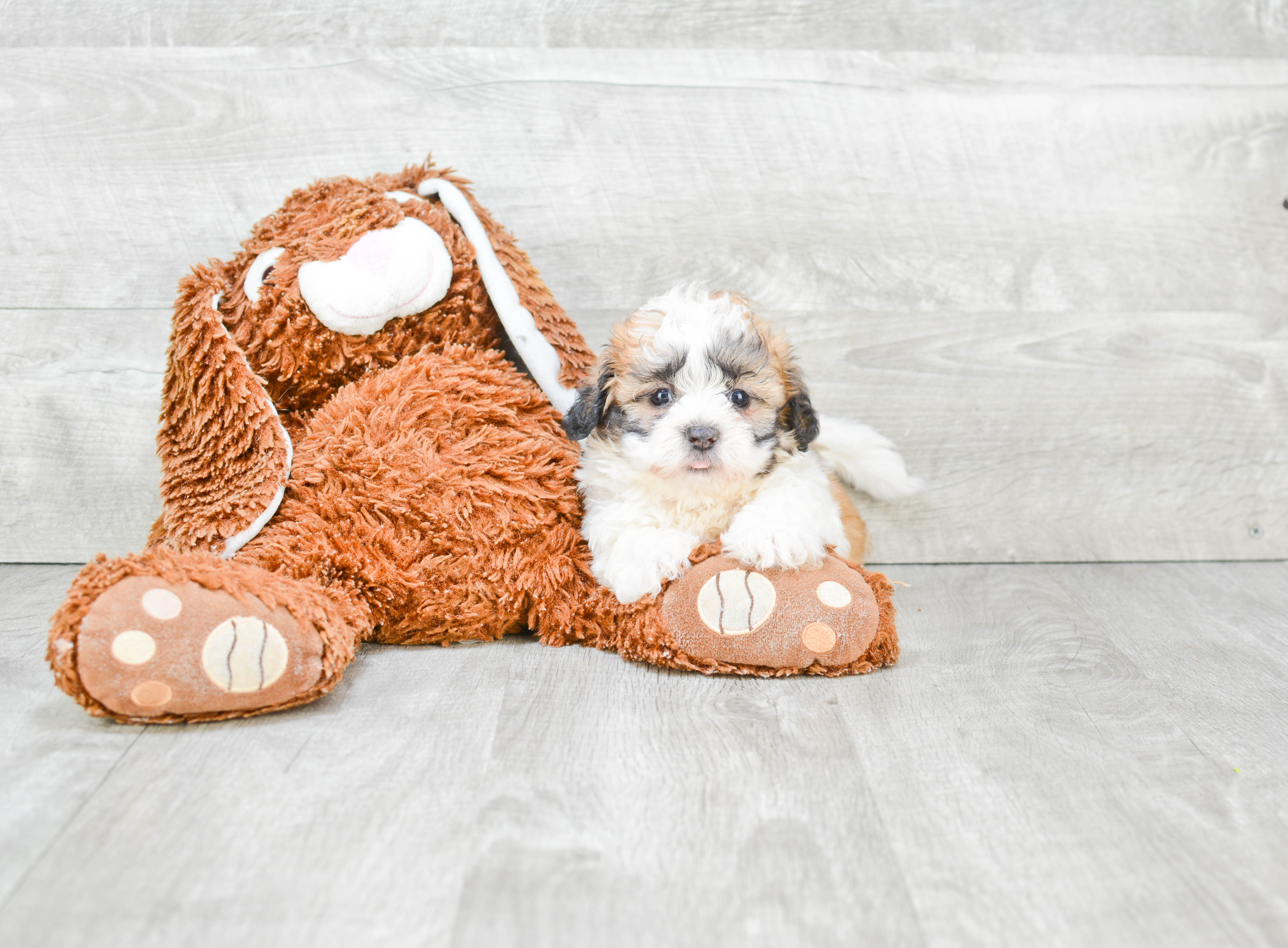Best Teddy Bear Baby