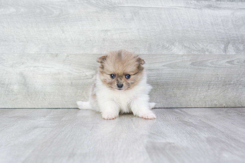 Small Pomeranian Baby