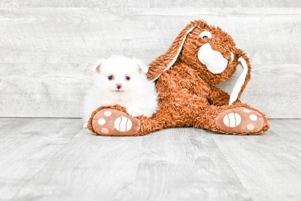 Pomeranian Puppy for Adoption