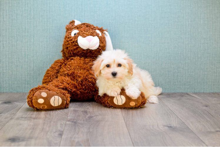 Havanese Puppy for Adoption