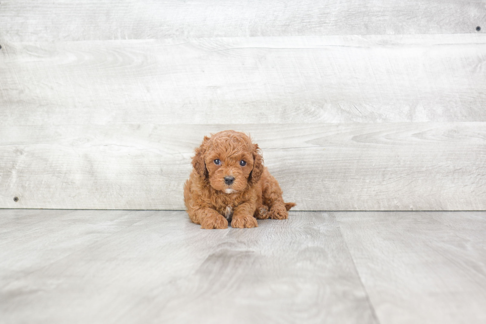 Funny Cavapoo Poodle Mix Pup