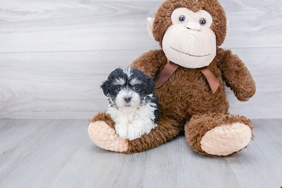 Havanese Pup Being Cute