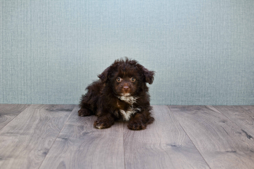 Petite Mini Aussiedoodle Poodle Mix Pup