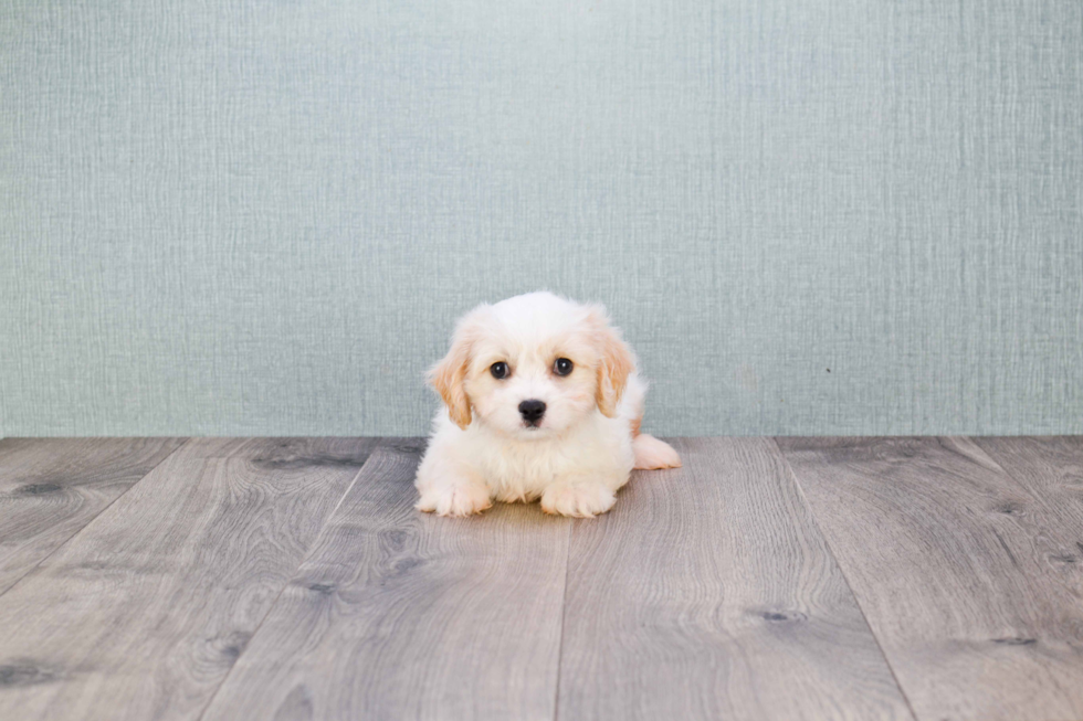 Cavachon Pup Being Cute