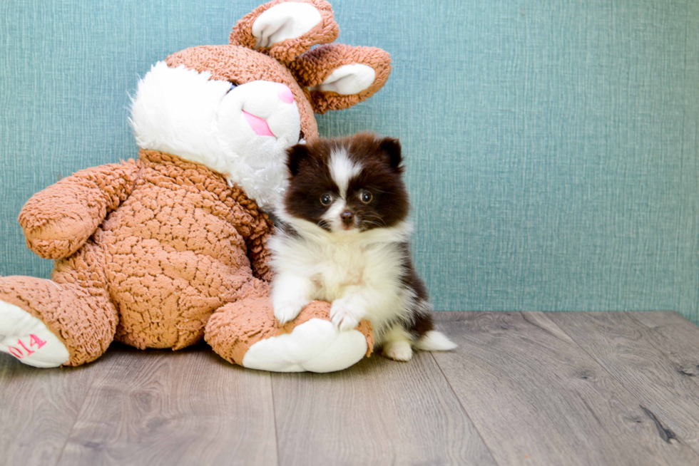 Fluffy Pomeranian Purebred Puppy