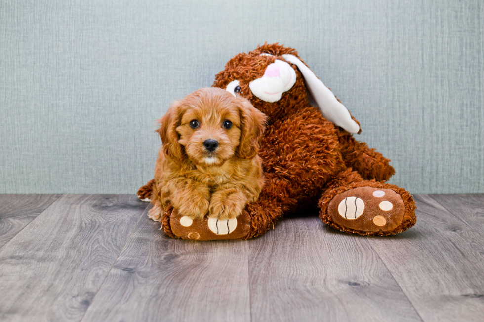 Happy Cavapoo Baby