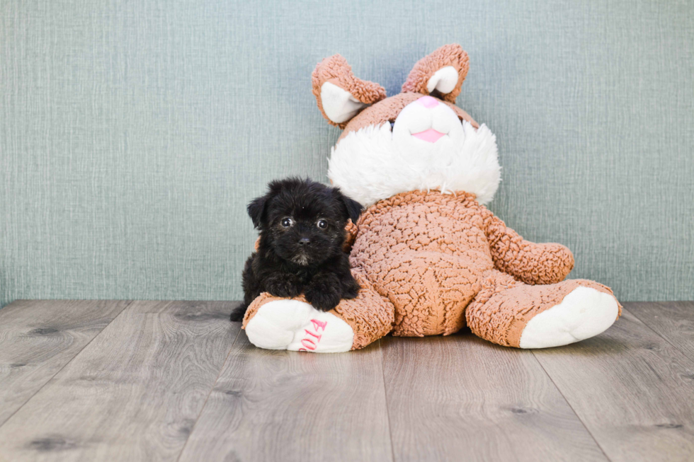 Sweet Morkie Baby