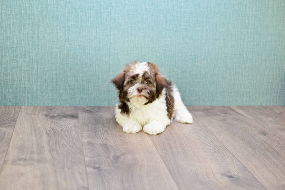 Playful Havanese Baby