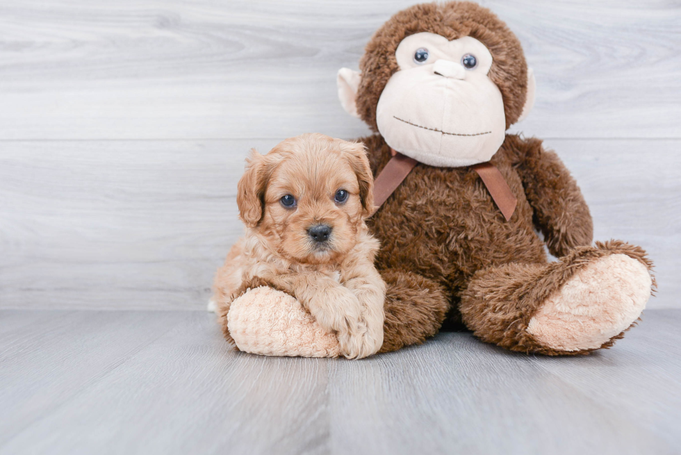 Cavapoo Puppy for Adoption