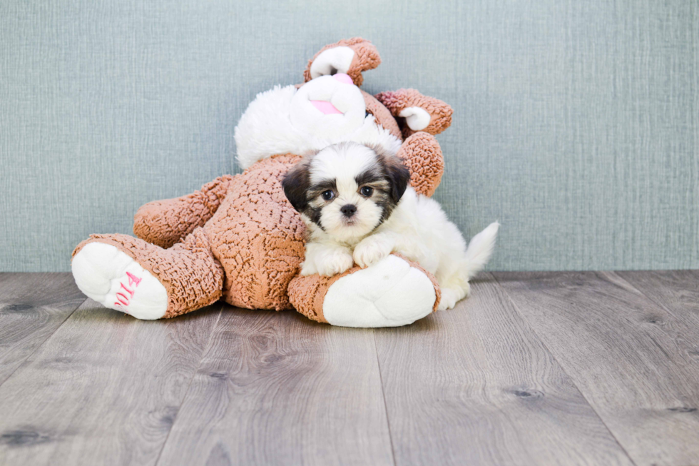 Little Shichon Designer Puppy