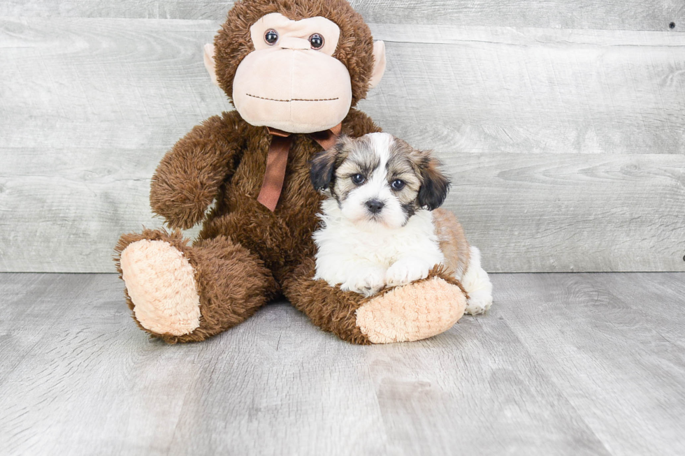 Teddy Bear Pup Being Cute