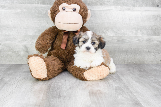 Teddy Bear Pup Being Cute