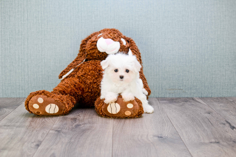 Fluffy Maltese Purebred Puppy