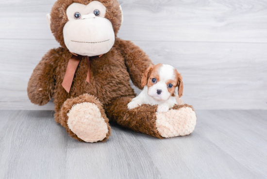 Cavalier King Charles Spaniel Pup Being Cute